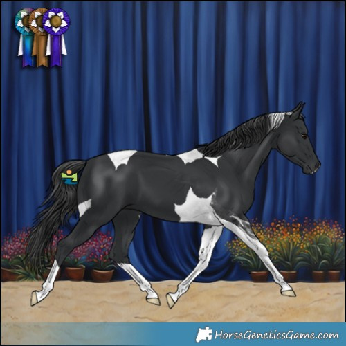 Horse Color:Black Tobiano 
