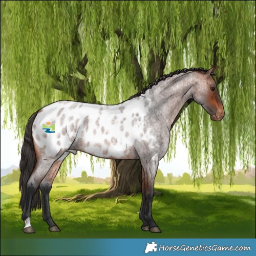 Horse Color:Bay Roan Appaloosa 