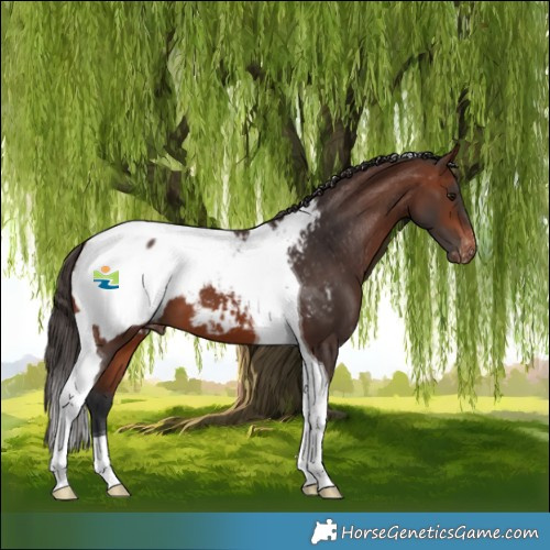 Horse Color:Brown Tobiano Appaloosa 