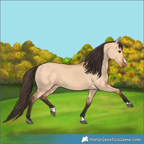 Horse Color:Bay Dun Splash