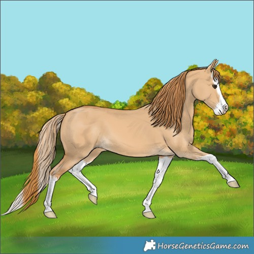 Horse Color:Red Dun Splash 