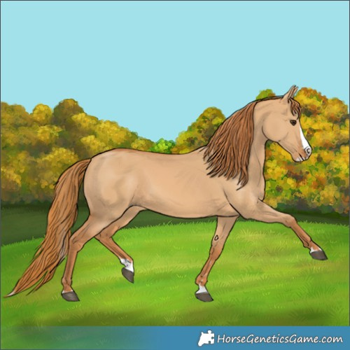 Horse Color:Red Dun Splash 