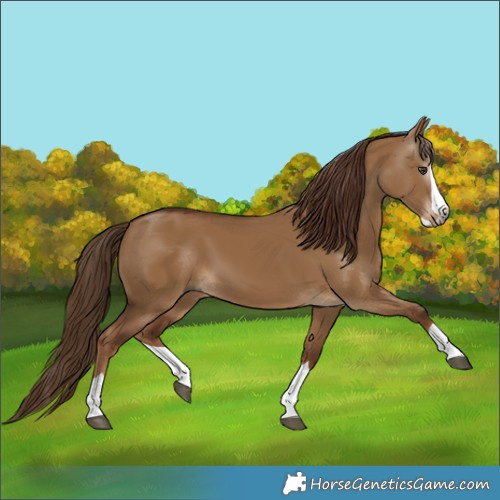 Horse Color:Gray Red Dun Splash 