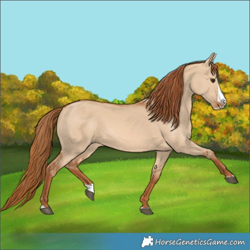 Horse Color:Red Dun Splash 