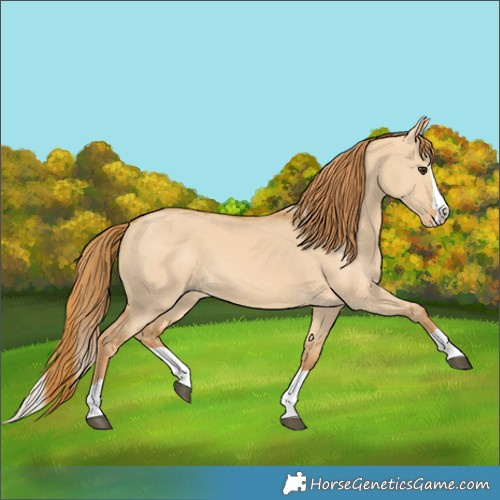 Horse Color:Red Dun Splash 
