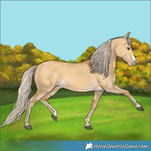 Horse Color:Palomino Dun Splash