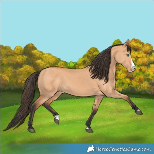 Horse Color:Bay Dun Splash 