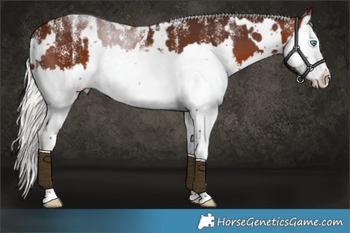 Horse Color:Powder White White Spotted Silver Brown Splash 