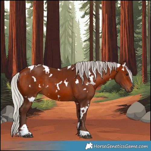 Horse Color:White Spotted Silver Bay 