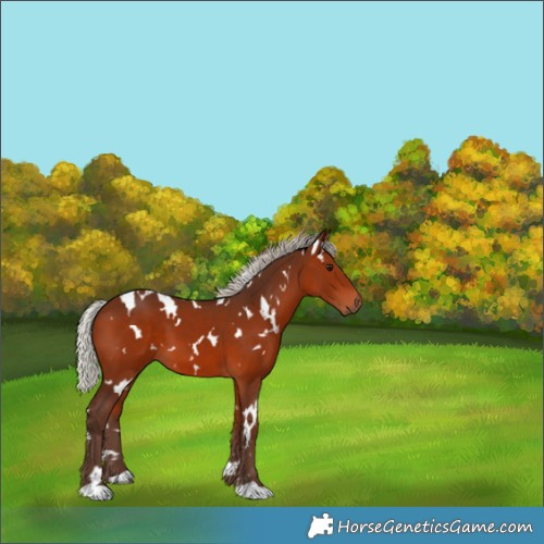 Horse Color:White Spotted Silver Bay