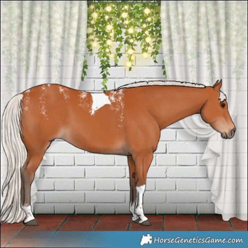 Horse Color:Powder White Silver Bay Tobiano Rabicano 