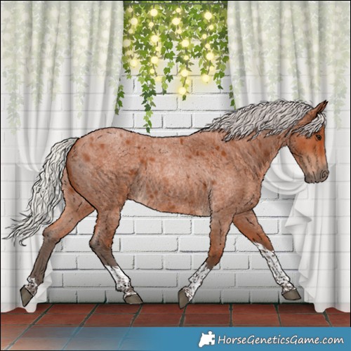 Horse Color:Silver Bay Roan Tobiano Rabicano 