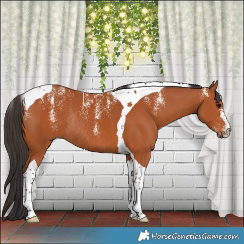 Horse Color:Powder White Bay Tobiano Rabicano 