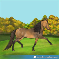 Horse Color:Buckskin