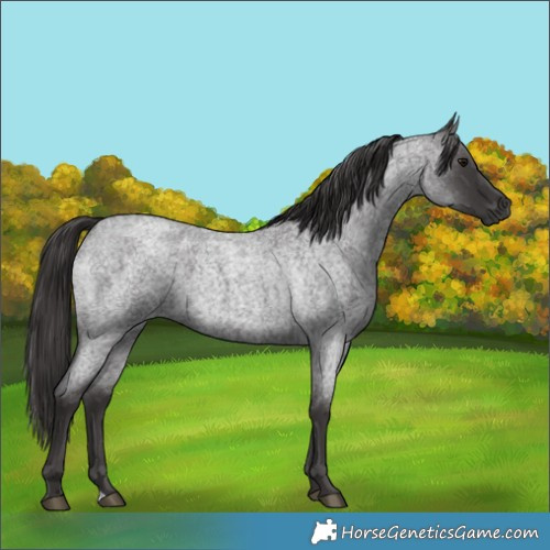 Horse Color:Smoky Blue Roan 