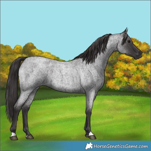 Horse Color:Smoky Blue Roan 