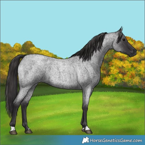 Horse Color:Smoky Blue Roan