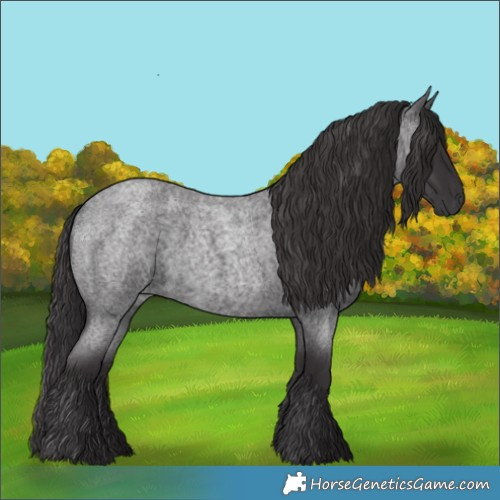 Horse Color:Smoky Blue Roan 
