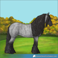 Horse Color:Smoky Blue Roan
