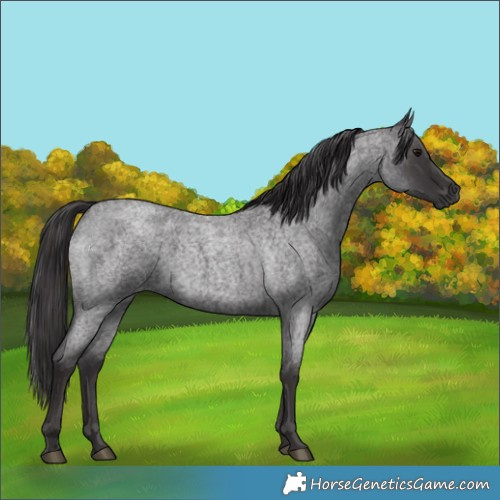 Horse Color:Smoky Blue Roan 