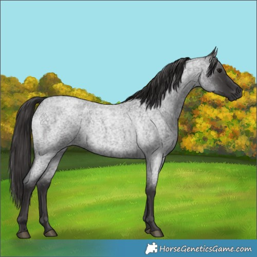 Horse Color:Smoky Blue Roan 