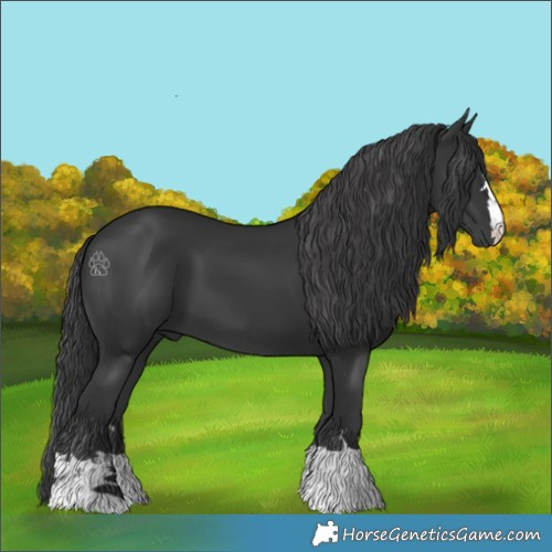 Horse Color:Black 