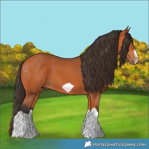 Horse Color:Bay Splash Frame 