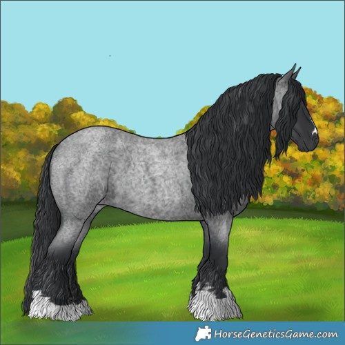 Horse Color:Blue Roan 