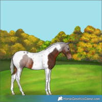 Horse Color:Silver Brown Tobiano