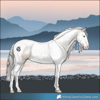 Horse Color:Silver Buckskin Dun Splash Tobiano 