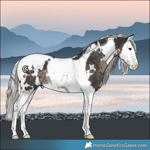 Horse Color:White Spotted Silver Smoky Black Splash Tobiano Rabicano 