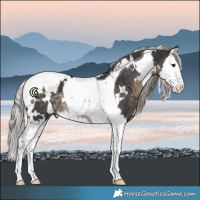 Horse Color:White Spotted Silver Smoky Black Splash Tobiano Rabicano