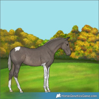 Horse Color:Silver Black Tobiano 