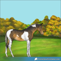 Horse Color:Silver Buckskin Tobiano 