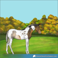 Horse Color:Silver Buckskin Tobiano