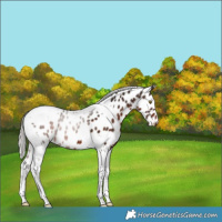 Horse Color:Silver Brown Tobiano Leopard 