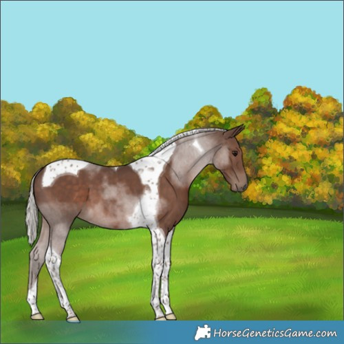 Horse Color:Silver Black Tobiano