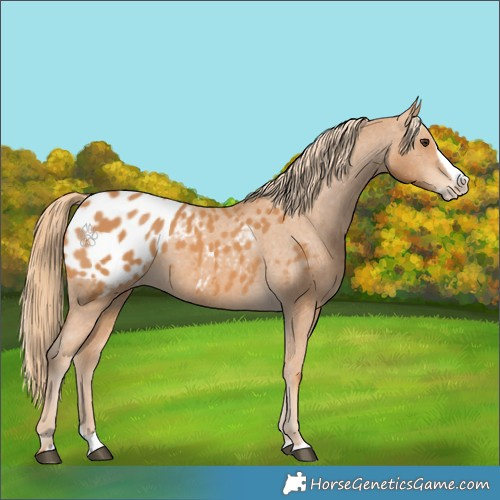 Horse Color:Chestnut Splash Appaloosa 