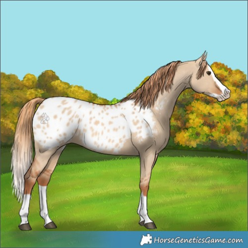 Horse Color:Red Dun Splash Appaloosa 