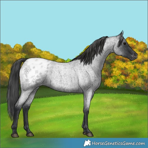 Horse Color:Blue Roan Appaloosa 