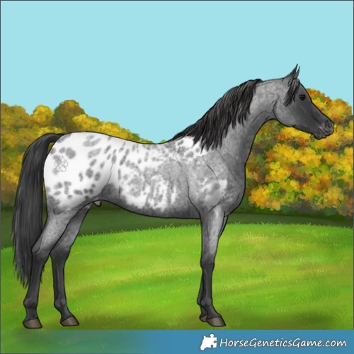 Horse Color:Blue Roan Near Leopard