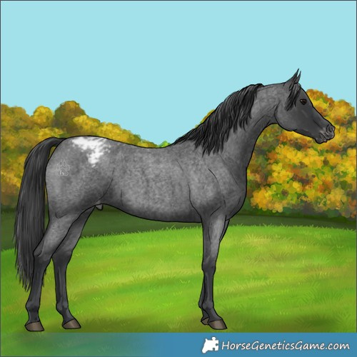 Horse Color:Blue Roan Varnish