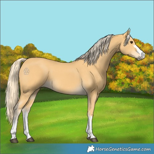 Horse Color:Palomino