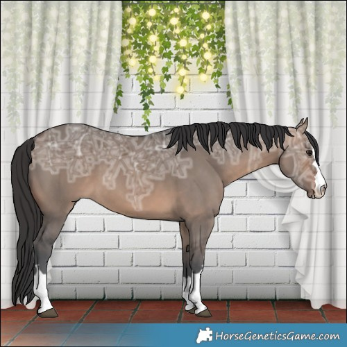 Horse Color:Brown Ice Dun 