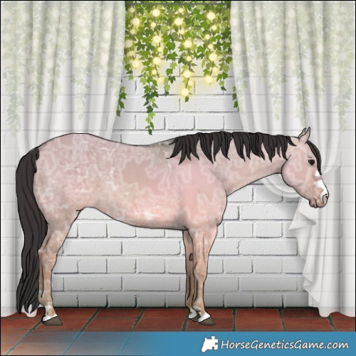 Horse Color:Brown Ice Dun 