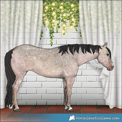 Horse Color:Brown Ice Dun 