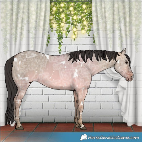 Horse Color:White Spotted Bay Ice Dun 