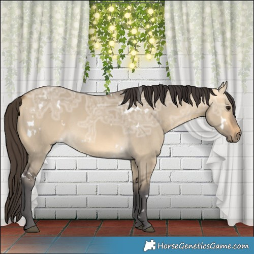 Horse Color:White Spotted Buckskin Ice Dun 