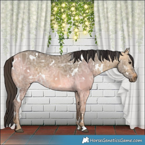 Horse Color:White Spotted Buckskin Ice Dun 