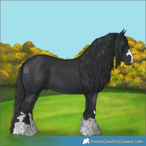 Horse Color:Black 